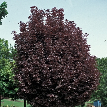 Acer platanoides 'Princeton Sentry' 