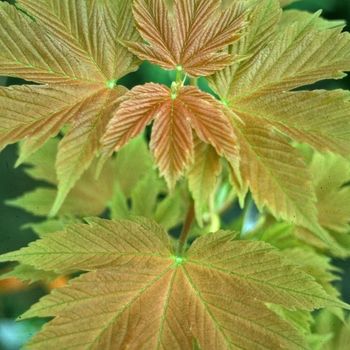 Acer pseudoplatanus 'Brilliantissimum'