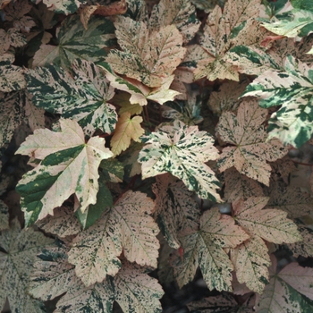 Acer pseudoplatanus 'Eskimo Sunset' 