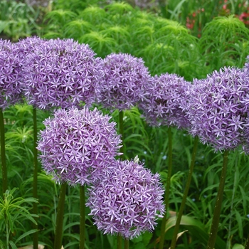 Allium 'Globemaster'