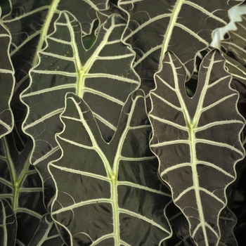 Alocasia amazonica