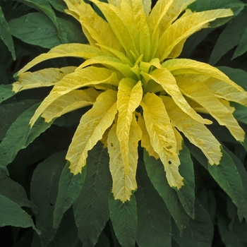 Amaranthus 'Aurora'