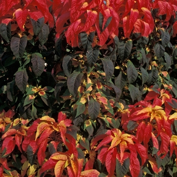 Amaranthus 'Illumination' 