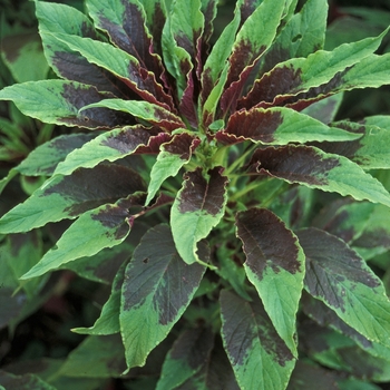 Amaranthus 'Perfecta'