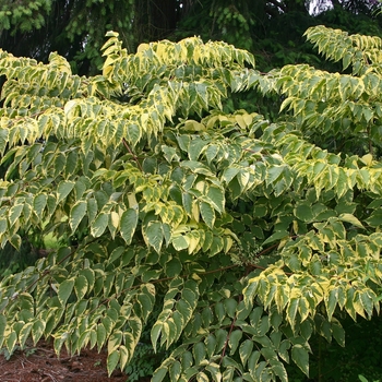 Aralia elata 'Aureo variagata' 