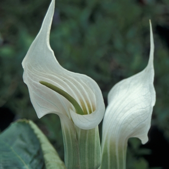 Arisaema candidissimum 'Purity'