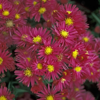 Aster novi-belgii 'Crimson Brocade' 