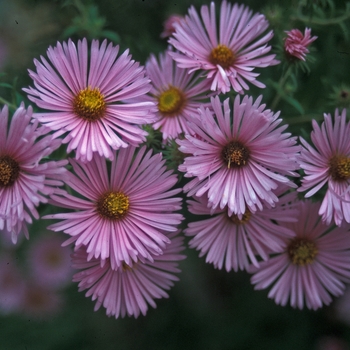 Aster novae-angliae 'Harrington's Pink'