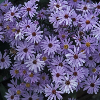 Aster novae-angliae 'Little Carlow' 