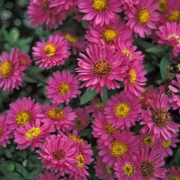 Aster novae-angliae 'Royal Ruby'