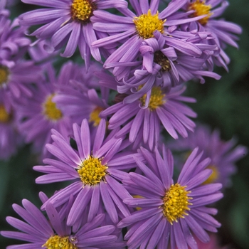 Aster novae-angliae 'Sailor Boy' 