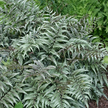 Athyrium niponicum 'Godzilla'