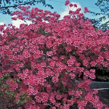 Rhododendron Northern Lights hybrid 'Rosy Lights' 