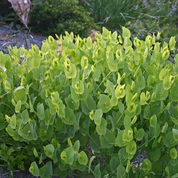 Baptisia perfoliata 