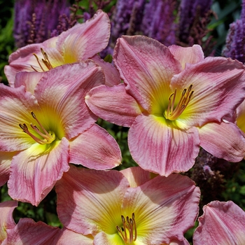 Hemerocallis 'French Tudor' 