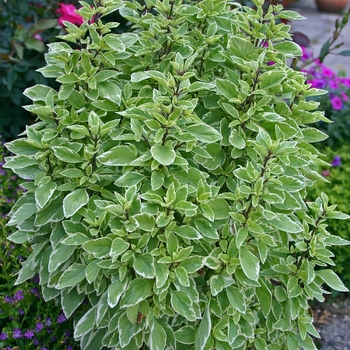 Ocimum basilicum 'Pesto Perpetuo' PP16260