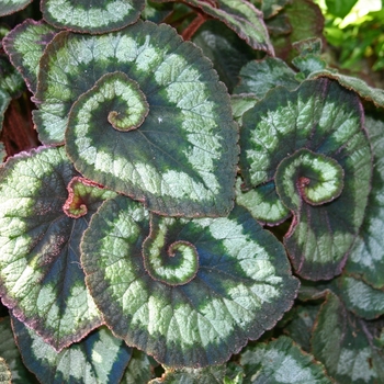 Begonia rex-cultorum 'Escargot'