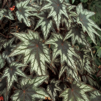 Begonia 'Little Brother Mount' 