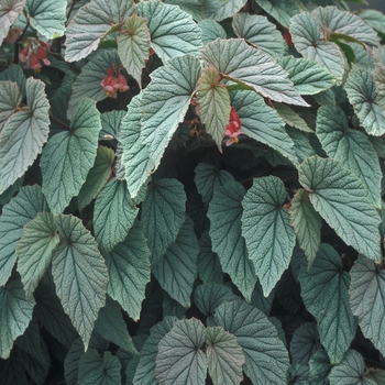 Begonia 'Sinbad' 