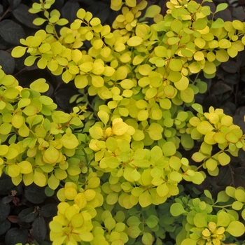 Berberis thunbergii 'Aurea' 