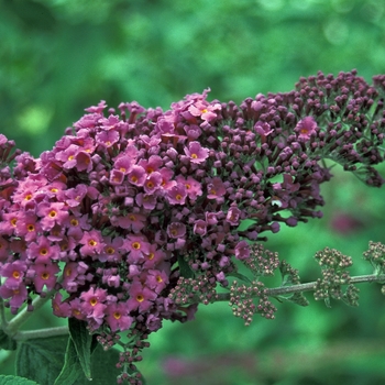 Buddleia davidii 'Raspberry Wine' 