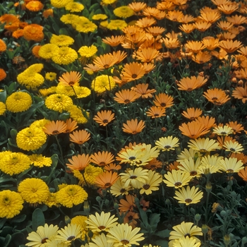 Calendula 'Calypso'