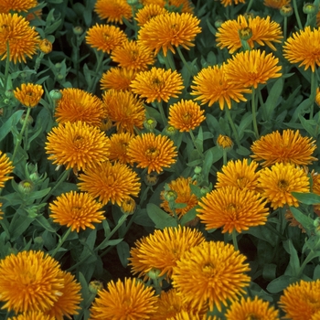 Calendula 'Orange Porcupine' 