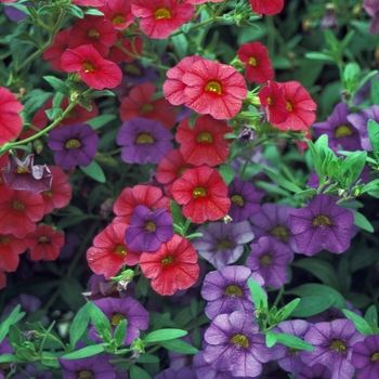 Calibrachoa 'Red & Violet' 