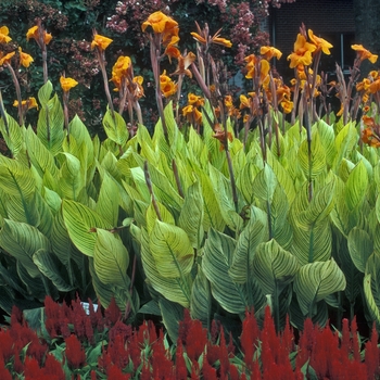 Canna 'Bengal Tiger'