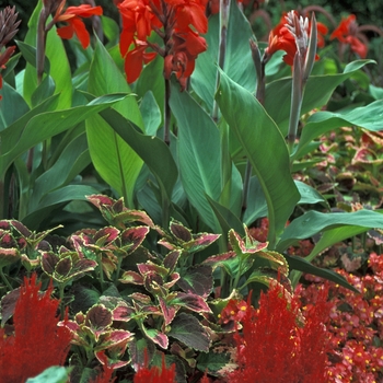 Canna 'Brandywine' 