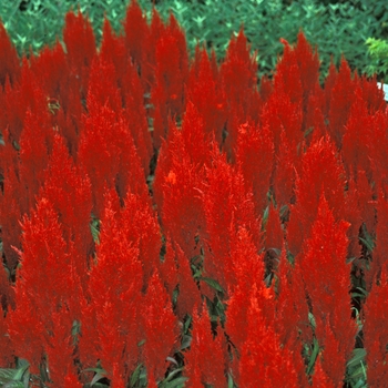 Celosia argentea plumosa 'Red' 