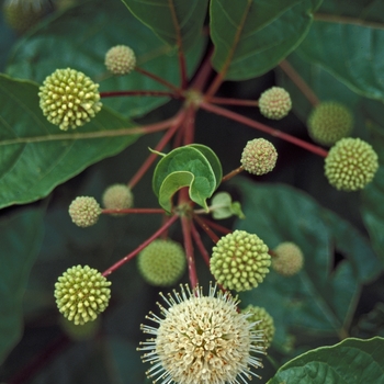 Cephalanthus occidentalis