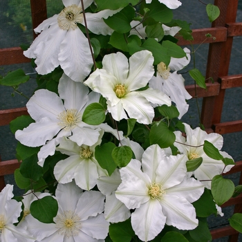 Clematis 'Alabast™' 'Poulala'