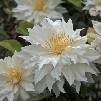 Clematis 'Arctic Queen'