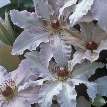 Clematis 'Blue Moon' 