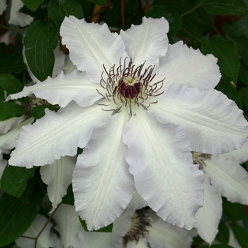 Clematis 'Claire de Lune' 