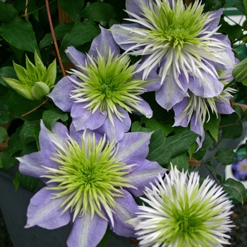 Clematis 'Crystal Fountain' 'Evipo038'