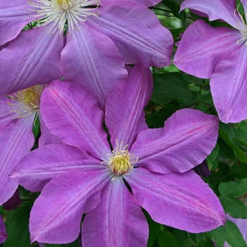 Clematis 'Dorothy Tolver'