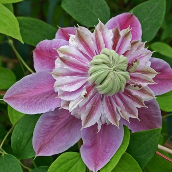 Clematis 'Josephine'