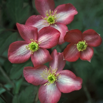 Clematis montana 'Freda'