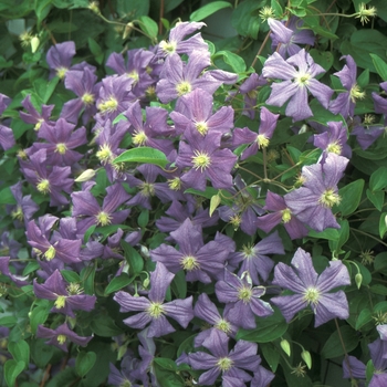 Clematis 'Perle D'Azure'