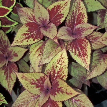 Coleus 'Bronze Pagoda' 