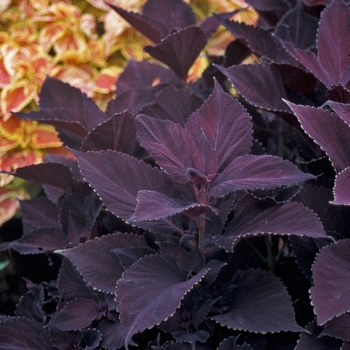 Coleus 'Merlot' 