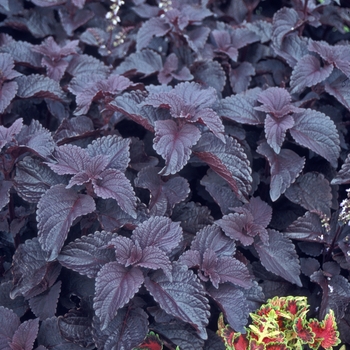 Coleus 'Othello' 