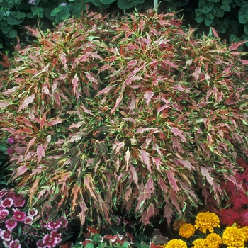 Coleus 'Pink's Duck Foot' 