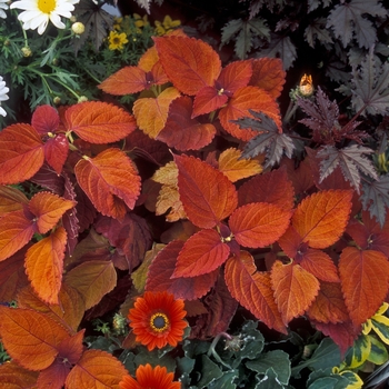 Coleus scutellarioides 'Sedona'