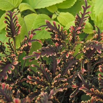 Coleus 'Kiwi Fern' 