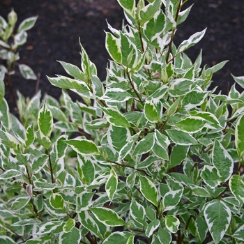 Cornus alba 'Ivory Halo®' Bailhalo