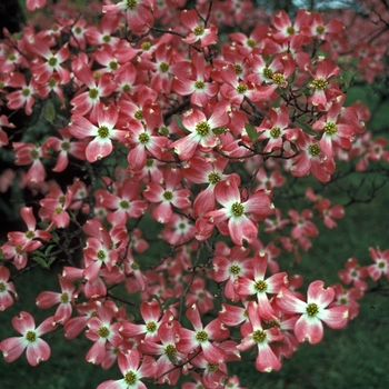 Cornus florida 'Cherokee Chief' 