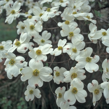 Cornus florida 'Cloud 9'